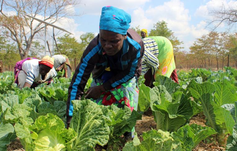 au zimbabwe les femmes cultivent leurs terres