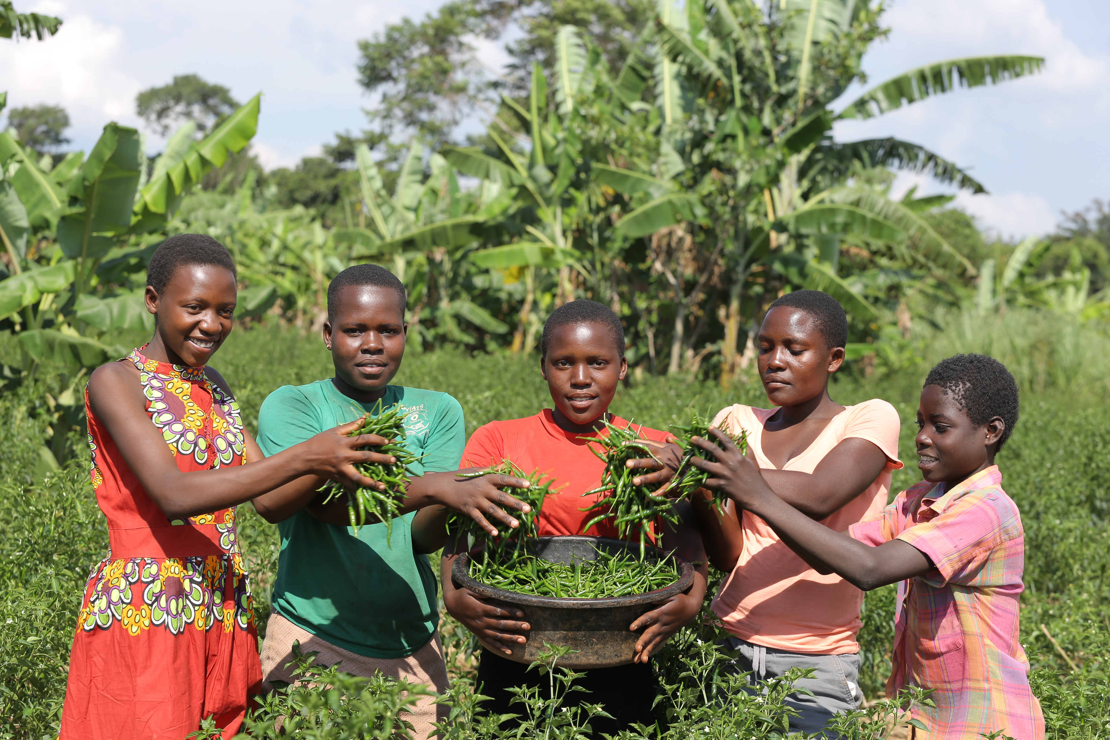 Groupe de jeunes femmes faisant les récoltes dans un champ